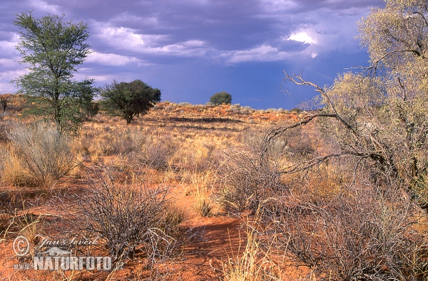 Kalahari (ZA)