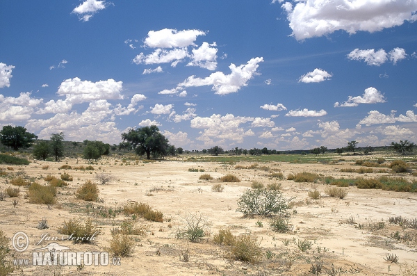 Kalahari - Nossob Fluss (ZA)