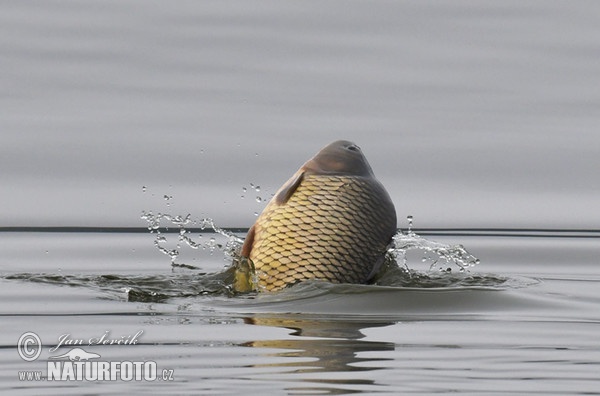 Karpfen (Cyprinus carpio)