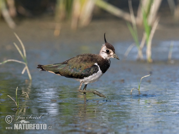 Kiebitz (Vanellus vanellus)