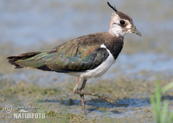 Kiebitz (Vanellus vanellus)