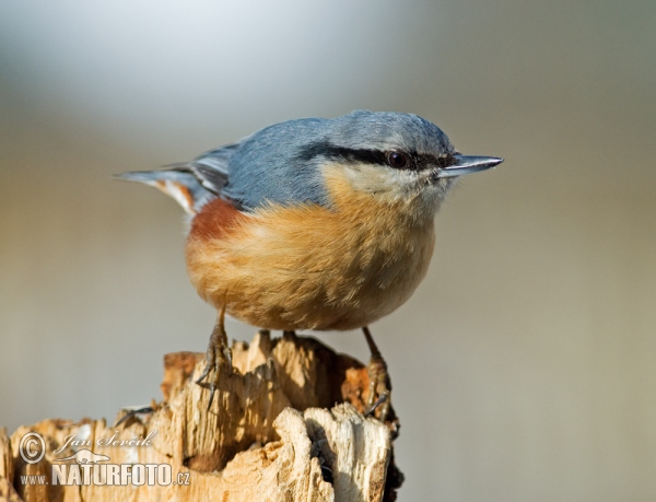 Kleiber (Sitta europaea)