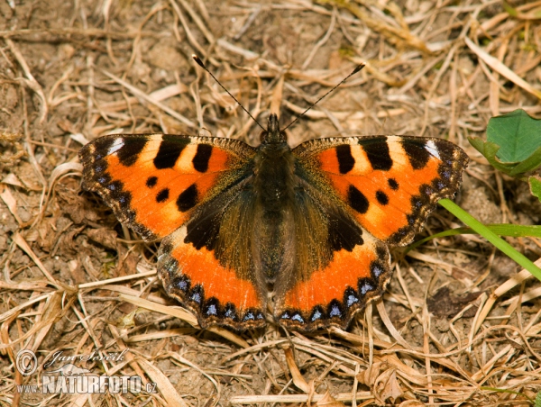 Kleiner Fuchs (Aglais urticae)