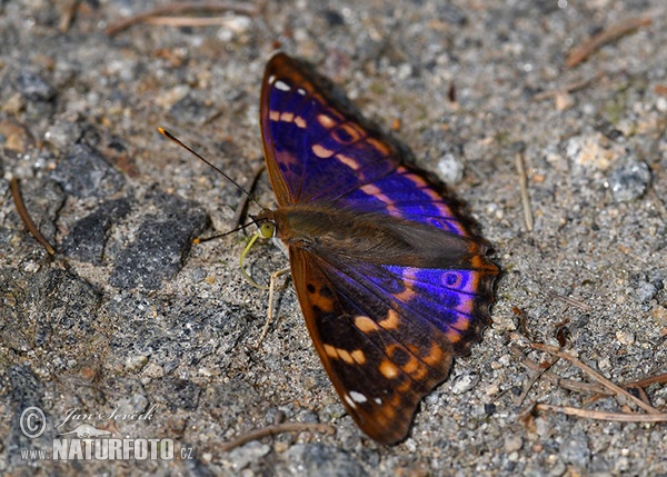 Kleiner Schillerfalter (Apatura ilia)