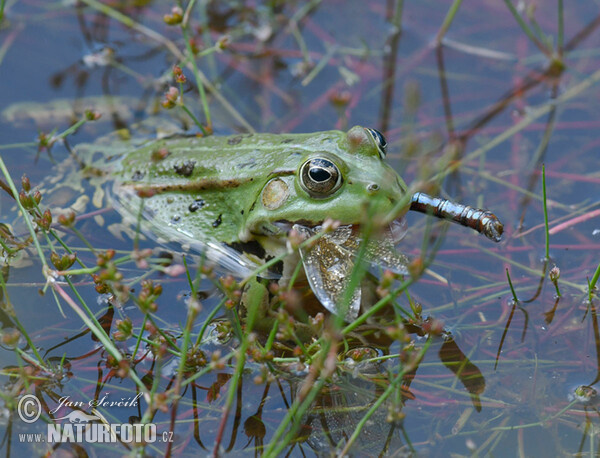 Kleiner Wasserfrosch (Rana lessonae)