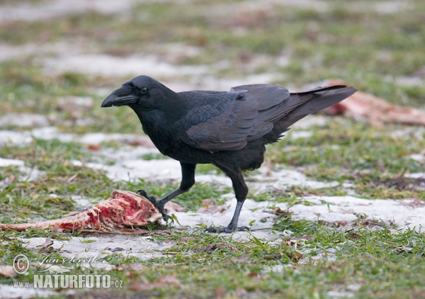 Kolkrabe (Corvus corax)