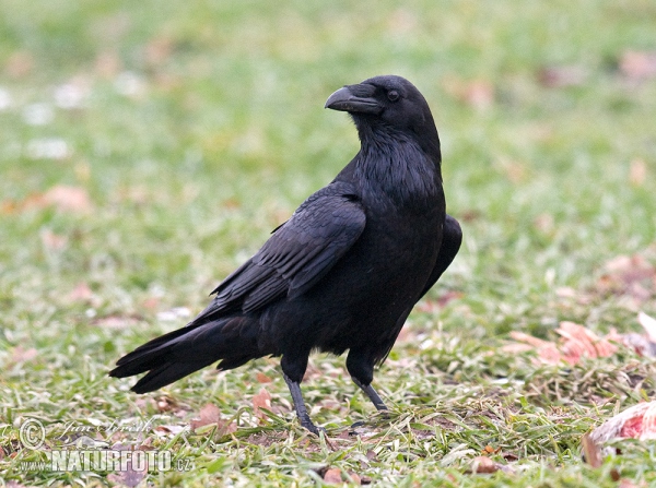 Kolkrabe (Corvus corax)