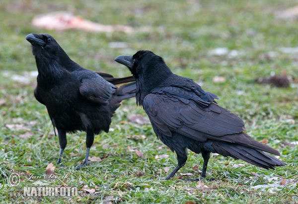 Kolkrabe (Corvus corax)