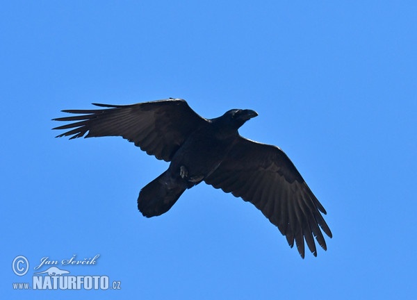 Kolkrabe (Corvus corax)