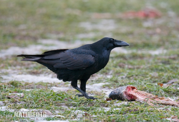 Kolkrabe (Corvus corax)