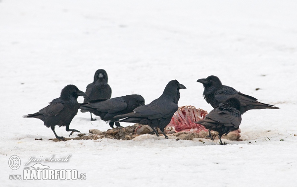 Kolkrabe (Corvus corax)