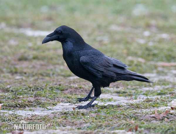 Kolkrabe (Corvus corax)