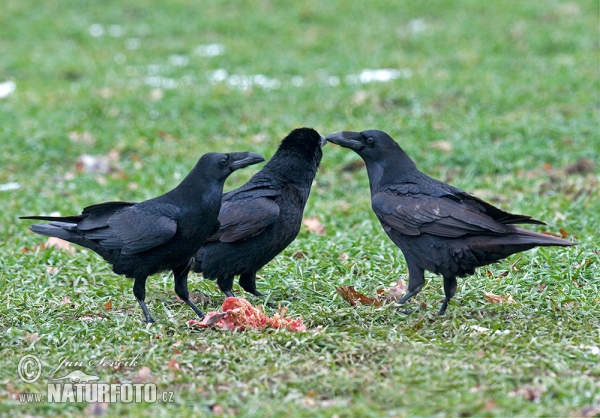 Kolkrabe (Corvus corax)