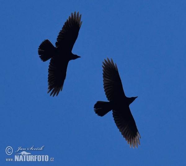 Kolkrabe (Corvus corax)