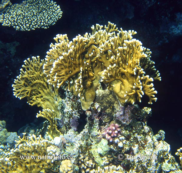 Koral (Millepora dichotoma)