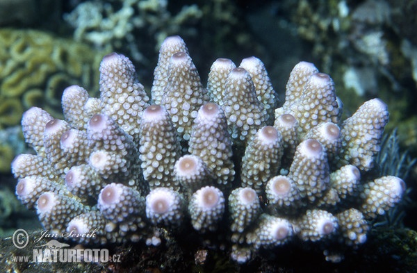Koralle (Acropora humilis)
