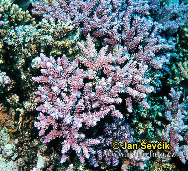 Koralle (Acropora squarrosa)