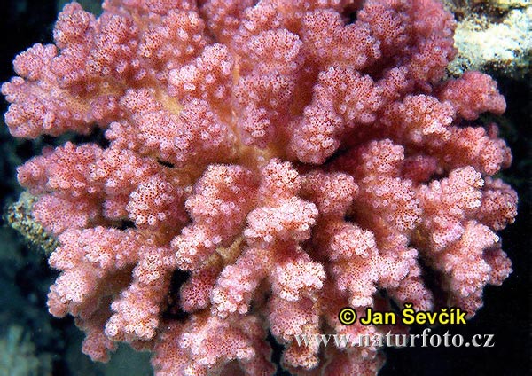 Koralle (Pocillopora verrucosa)