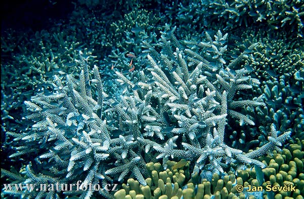 Koralle (Acropora sp.)