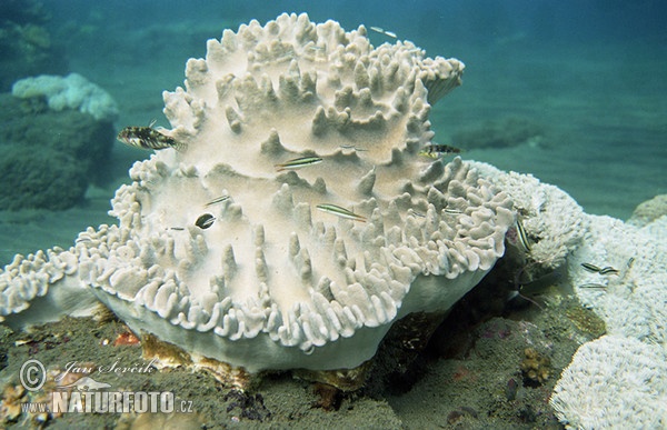 Koralle Detail Porites sp. (Porites sp.)