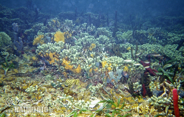 Koralle Felsen (Coral)