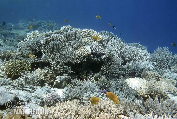 Koralle Felsen (Coral)
