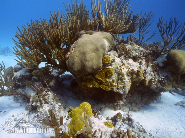 Koralle Felsen (Coral)