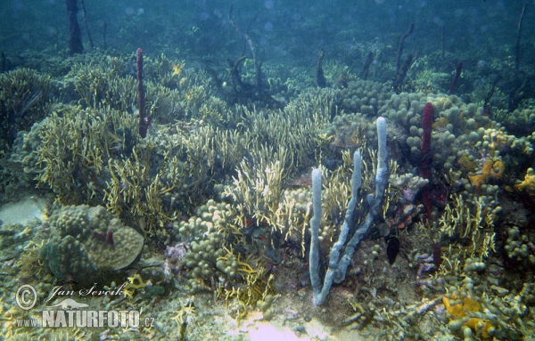 Koralle Felsen (Coral)