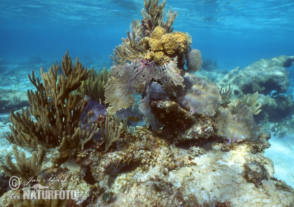 Koralle Felsen (Coral)