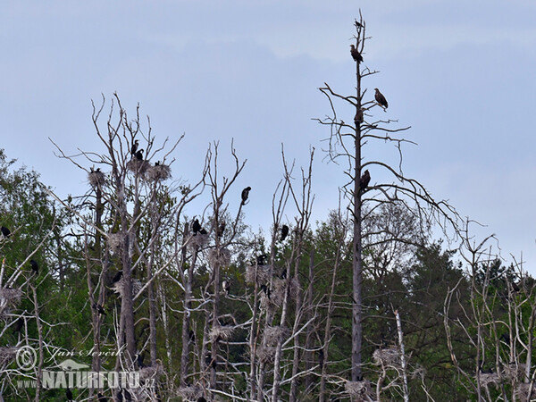 Kormoran, See Adler (Phalacrocorax carbo, H.albicilla)