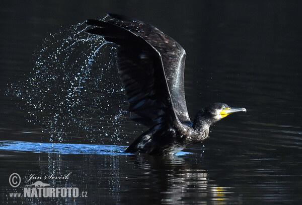 Kormoran (Phalacrocorax carbo)