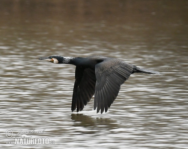 Kormoran (Phalacrocorax carbo)