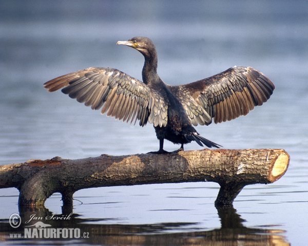 Kormoran (Phalacrocorax carbo)