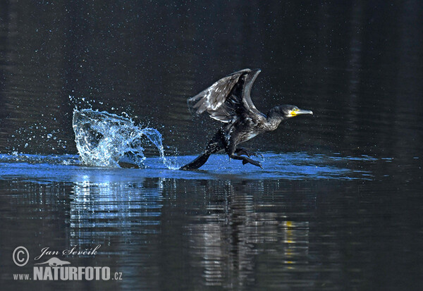 Kormoran (Phalacrocorax carbo)