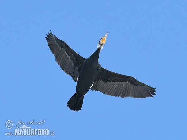 Kormoran (Phalacrocorax carbo)