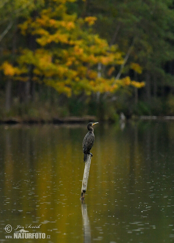 Kormoran (Phalacrocorax carbo)