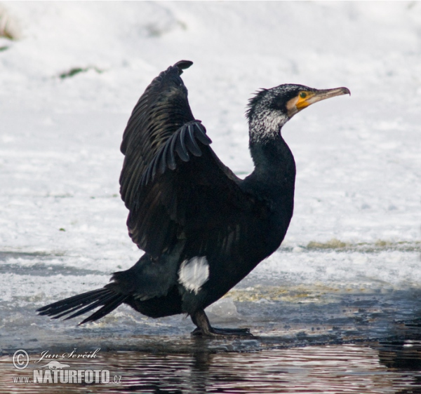 Kormoran (Phalacrocorax carbo)