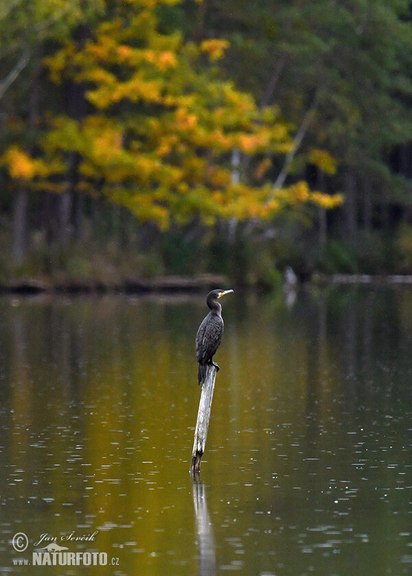 Kormoran (Phalacrocorax carbo)