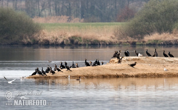 Kormoran (Phalacrocorax carbo)