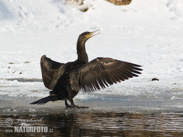 Kormoran (Phalacrocorax carbo)