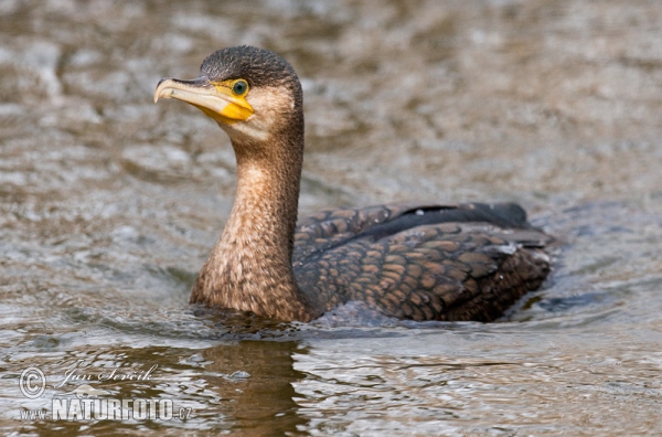 Kormoran (Phalacrocorax carbo)