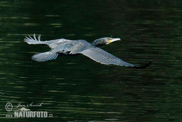 Kormoran (Phalacrocorax carbo)