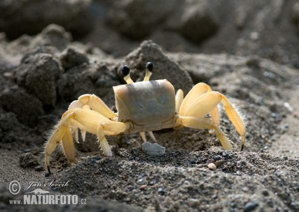 Krabbe (Crab sp.)