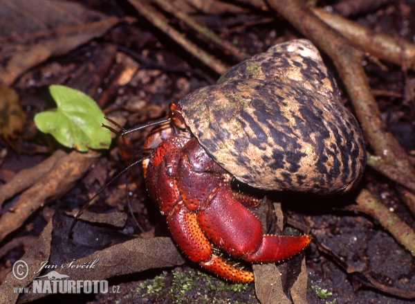 Krabbe (Coenobita sp.)