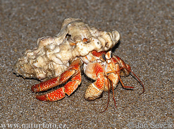 Krabbe (Coenobita sp.)