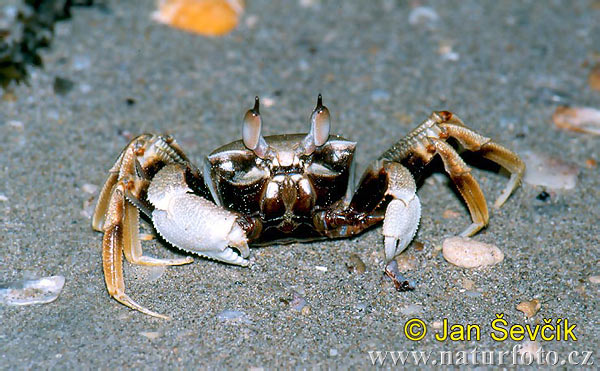 Krabbe (Ocypode ceratophthalma)