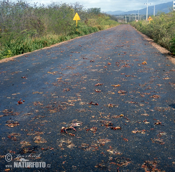 Krabbenwanderung über die Straße (Crabs)