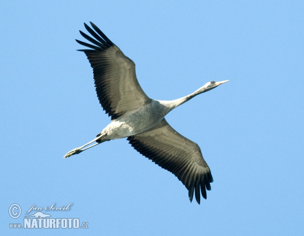 Kranich (Grus grus)