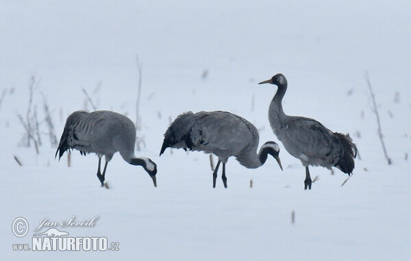 Kranich (Grus grus)