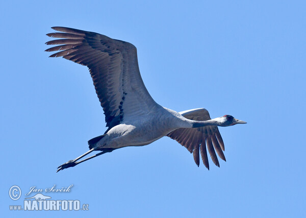 Kranich (Grus grus)